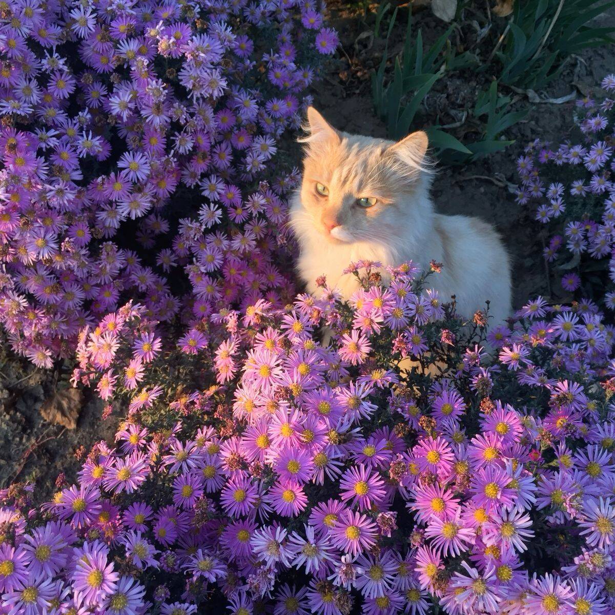 Purple pfp Profile Picture of Cat among Flowers
