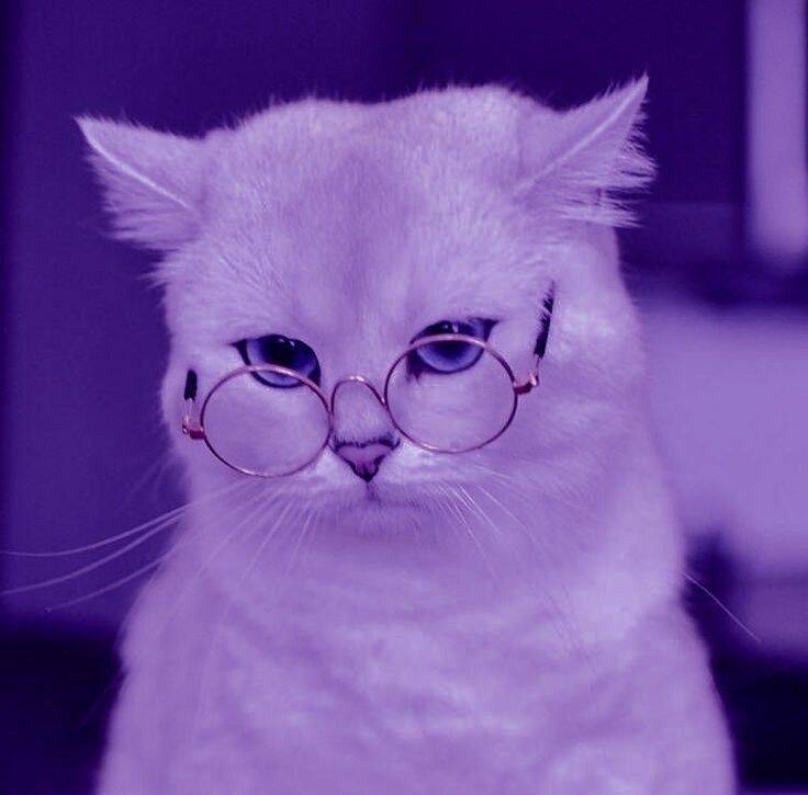 Purple pfp Profile Picture of Cat with Glasses