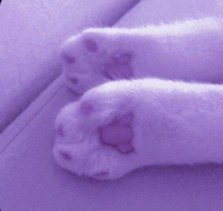 Purple pfp Profile Picture of Cute Paws