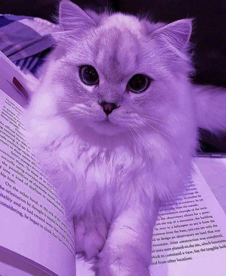 Purple pfp Profile Picture of Cute Cat with Book