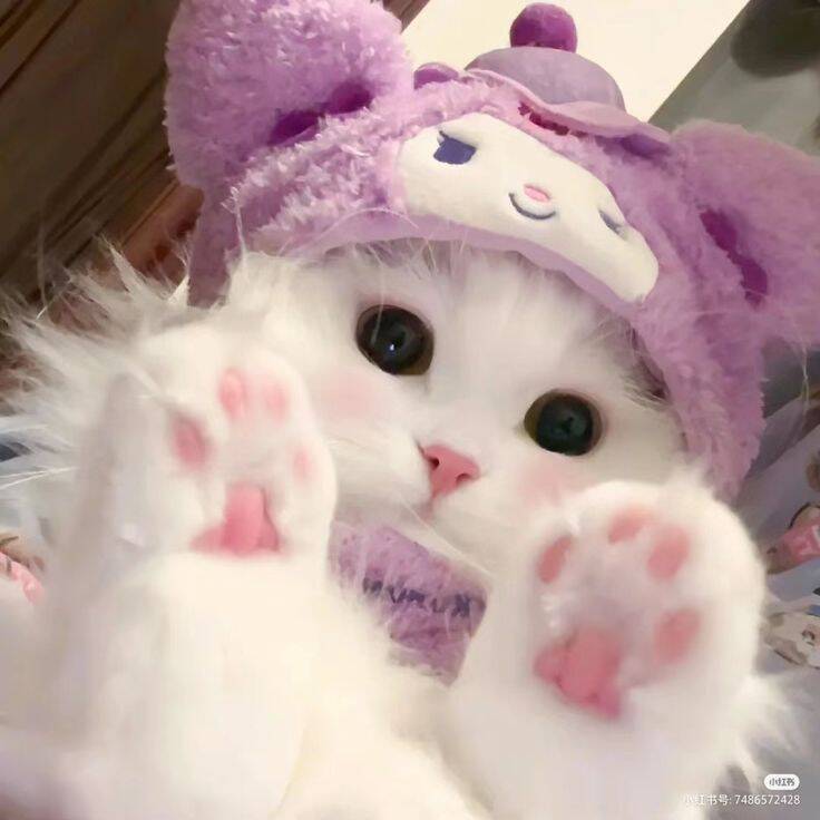 Purple pfp Profile Picture of Cute Kitten with Hat