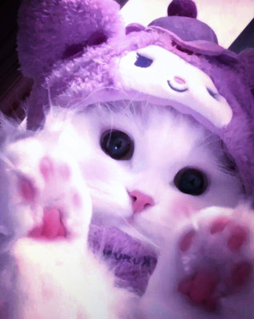 Purple pfp Profile Picture of Cute Kitten
