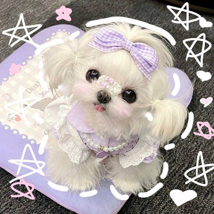 Purple pfp Profile Picture of Cute Puppy