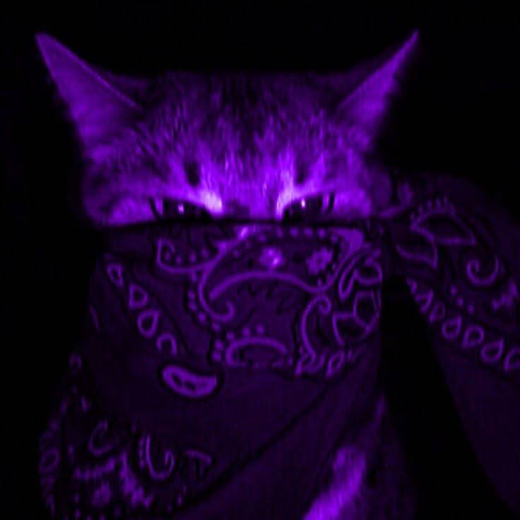 Purple pfp Profile Picture of Mysterious Cat