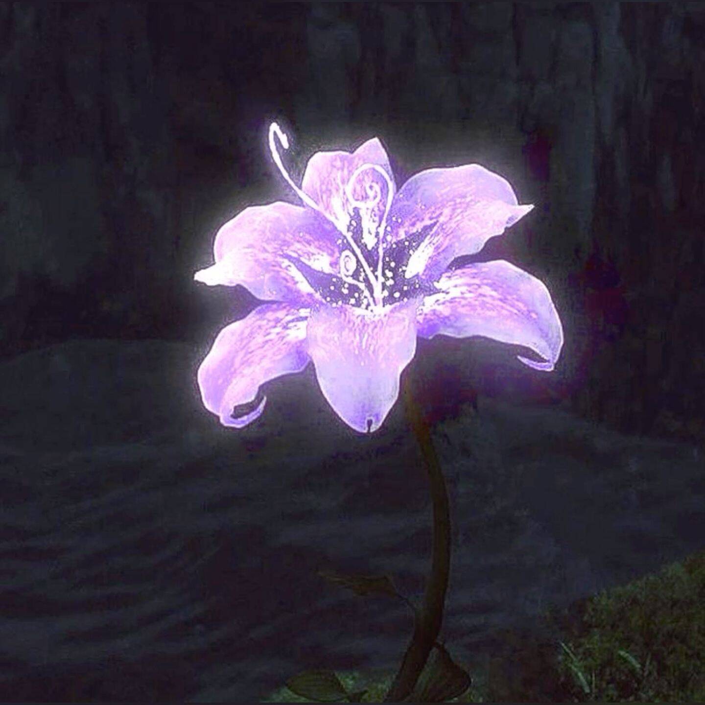 Purple pfp Profile Picture of Mystic Flower