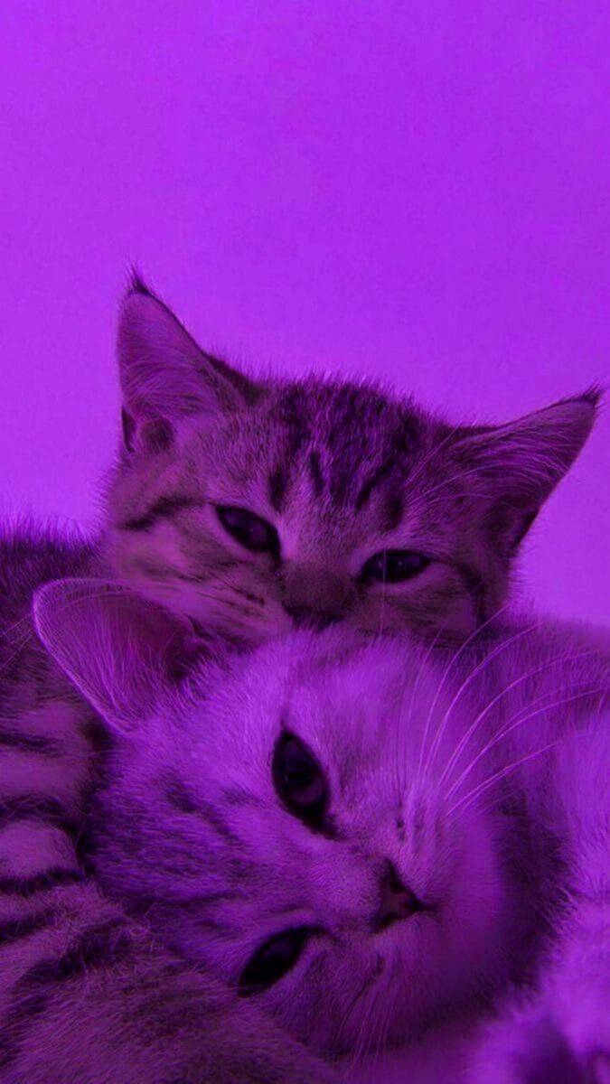 Purple pfp Profile Picture with Cute Kittens