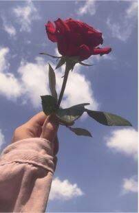 Red Rose Under Blue Sky pfp Profile Picture
