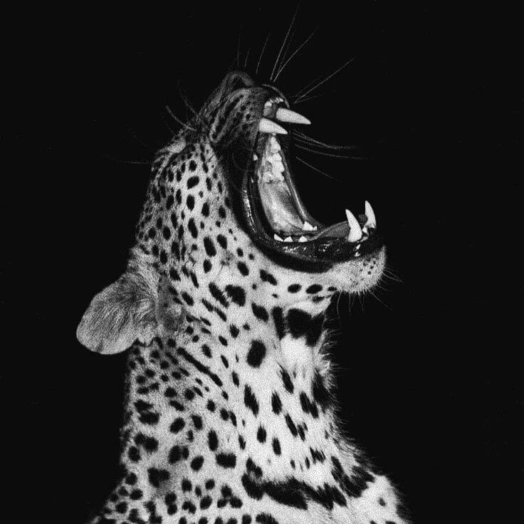 Black Leopard Screaming pfp Profile Picture
