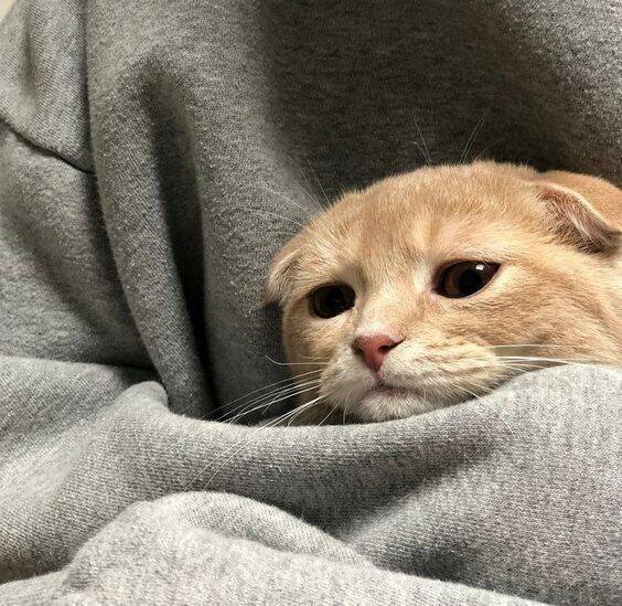Sad Cat pfp Profile Picture with Melancholic Gaze