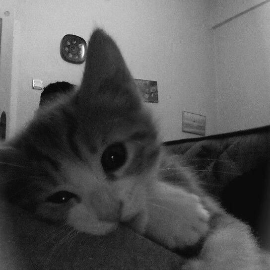 Sad Cat pfp Profile Picture with Melancholic Gaze