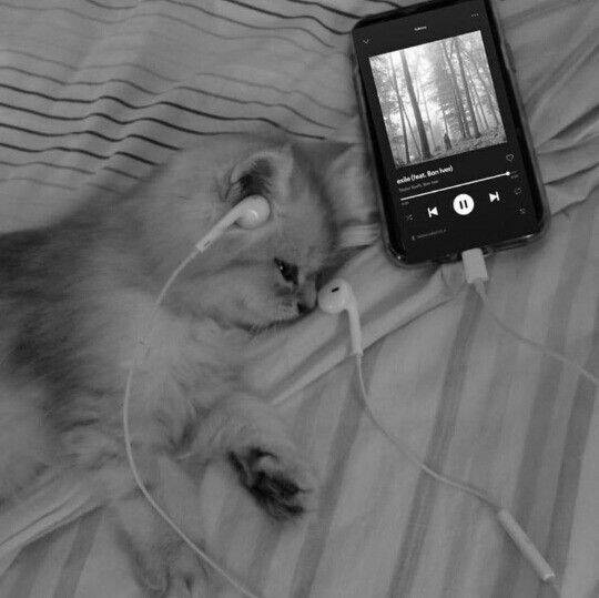 Sad Cat Listening to Music pfp Profile Picture