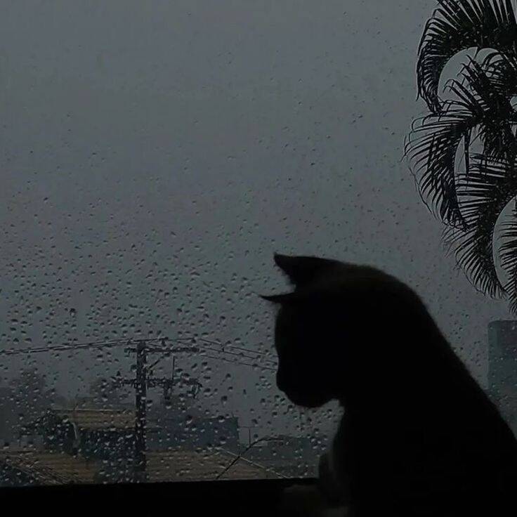 Sad Cat pfp Profile Picture in the Rain