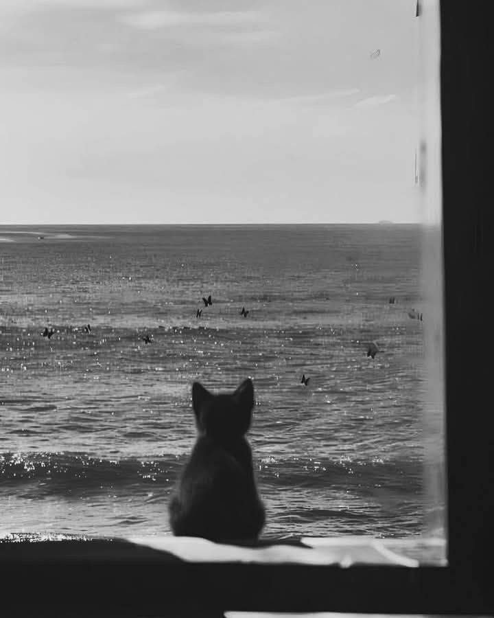 Sad pfp Profile Picture of Cat Watching the Sea