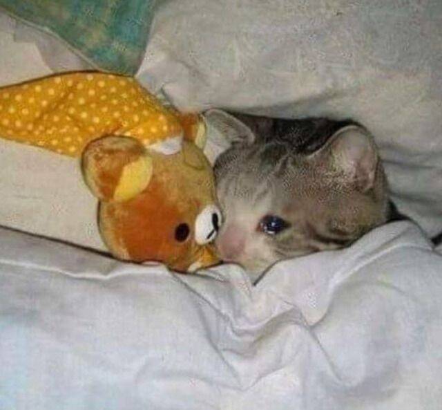 Sad Cat pfp Profile Picture Hugging a Teddy Bear