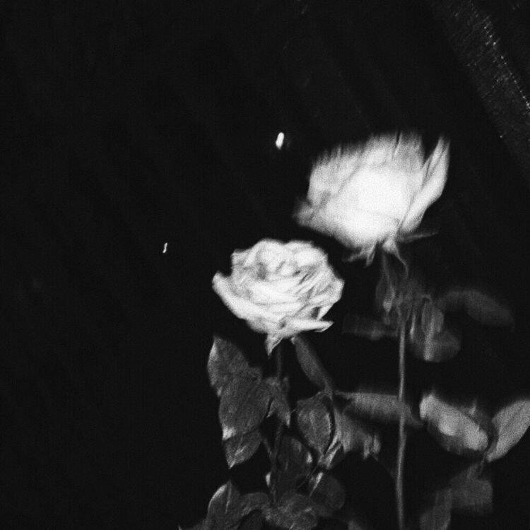 Sad pfp Profile Picture of Rose in Black and White