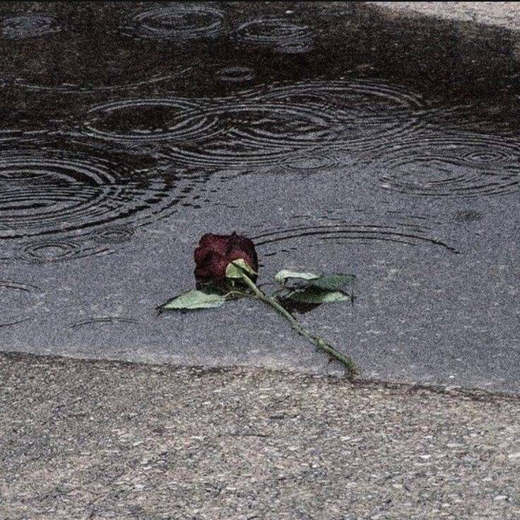 Sad Rose Fallen in the Rain pfp Profile Picture