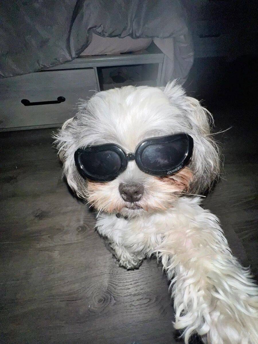 Funny Dog pfp Profile Picture with Glasses for TikTok