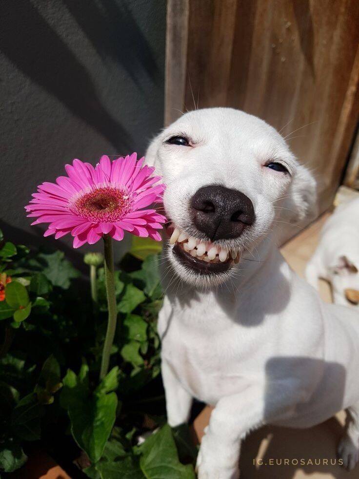 Funny pfp Profile Picture of Smiling Dog with Flower