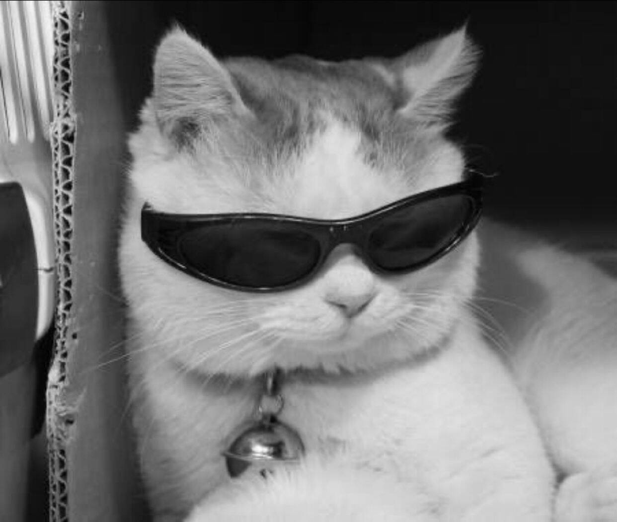 Stylish Cat pfp Profile Picture for WhatsApp