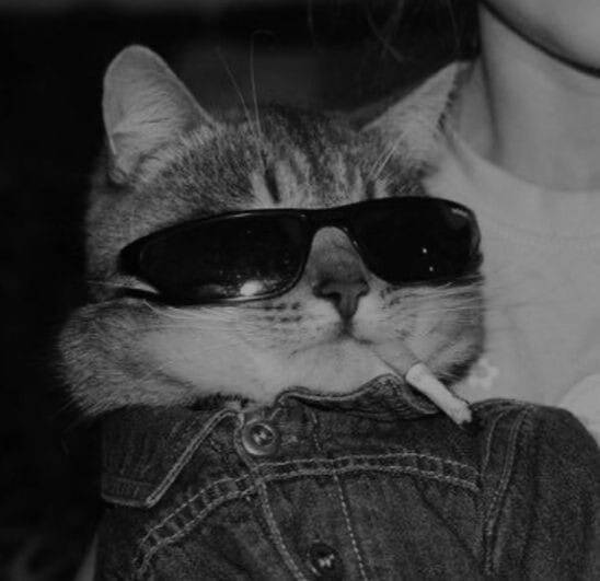 Black Stylish Cat with Sunglasses pfp Profile Picture