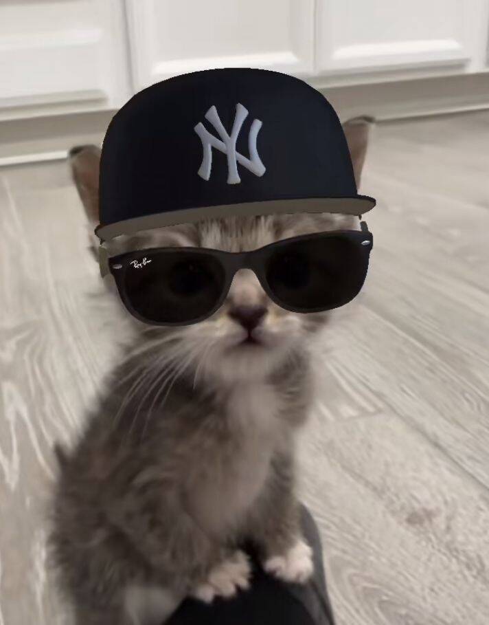 Stylish Kitten with Cap pfp Profile Picture for Discord