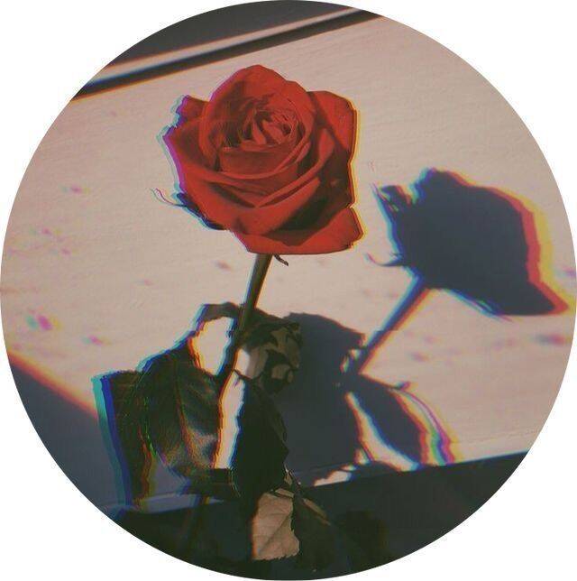 Stylish pfp Profile Picture with Red Rose