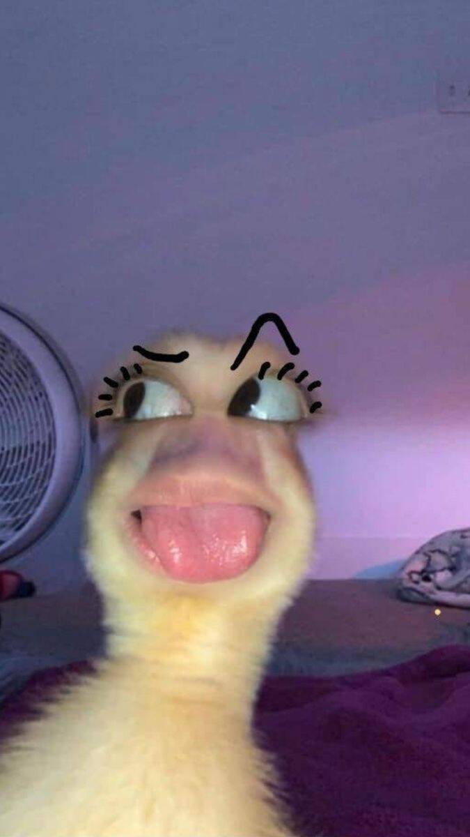 TikTok pfp Profile Picture Funny Duck with Funny Expression