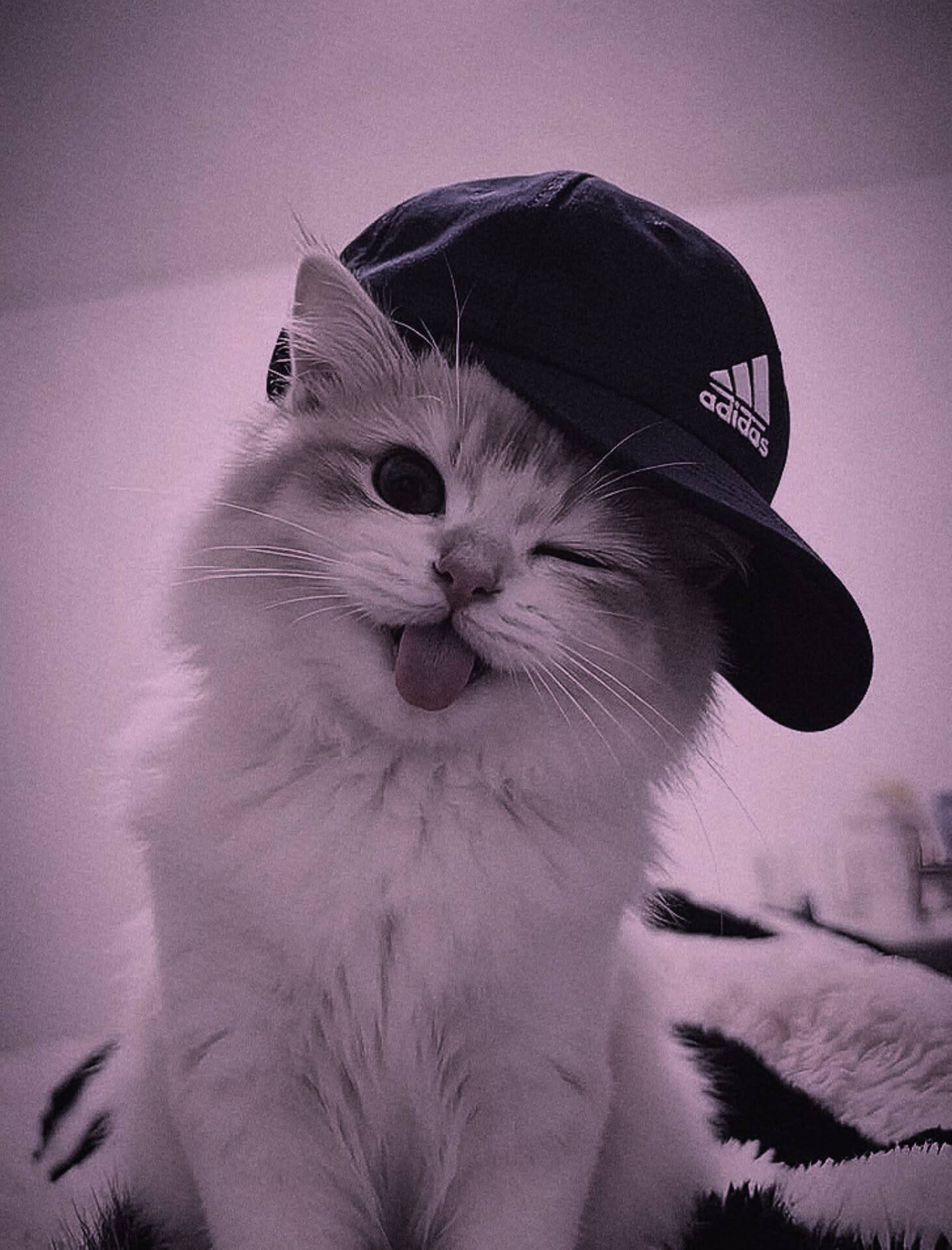 TikTok pfp Profile Picture of Cute Cat with Cap