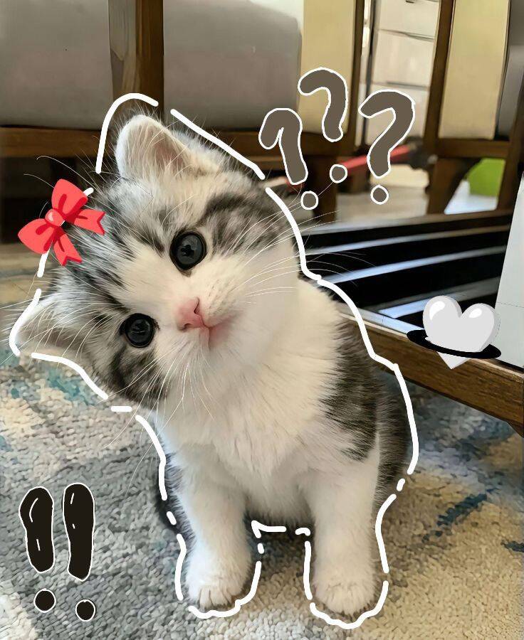 TikTok pfp Profile Picture of Cute Kitten with Bow