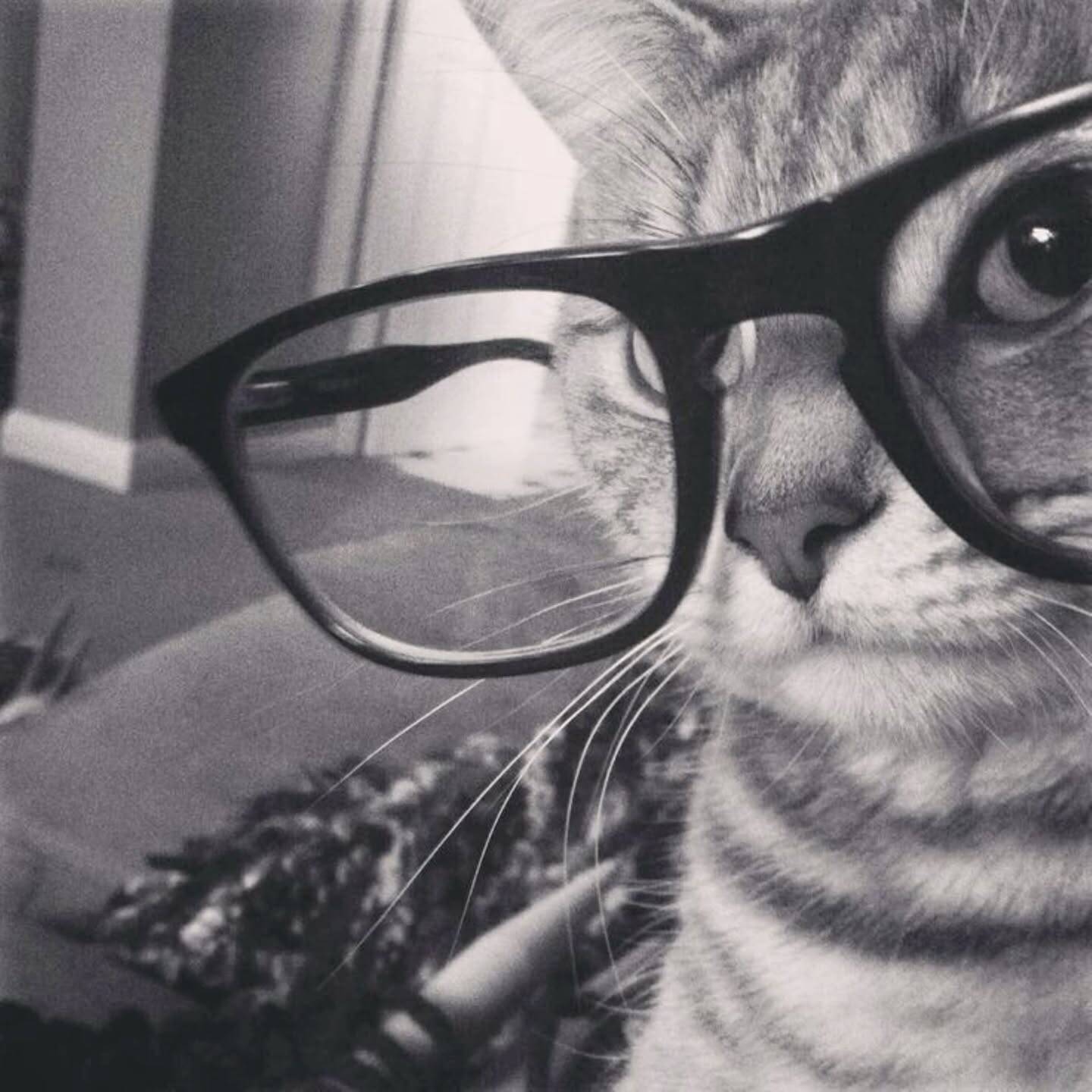 Cat pfp Profile Picture with Tumblr Style Glasses