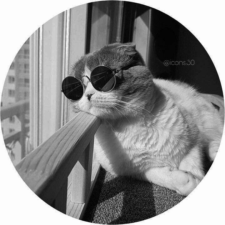 Stylish Cat Pfp Profile Picture for WhatsApp