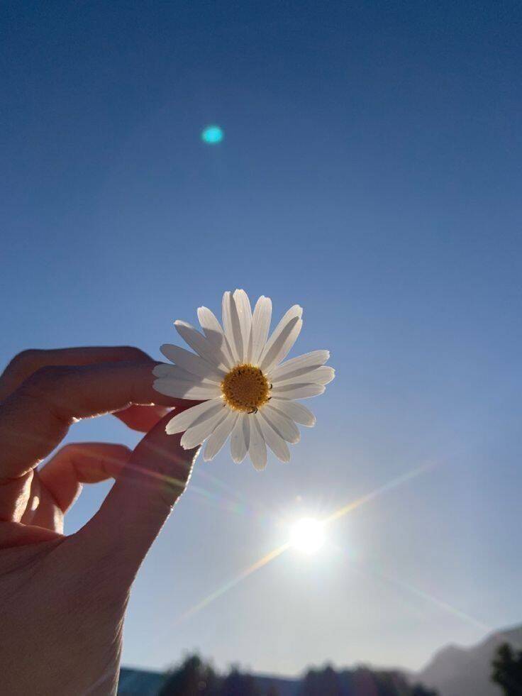 Flower and Blue Sky pfp Profile Picture for WhatsApp