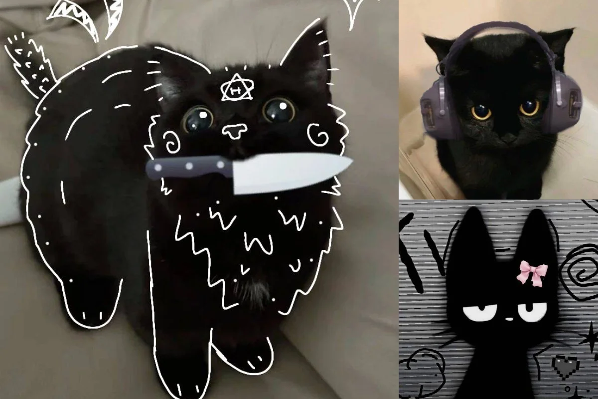 Black Cat PFP (Profile Pictures)