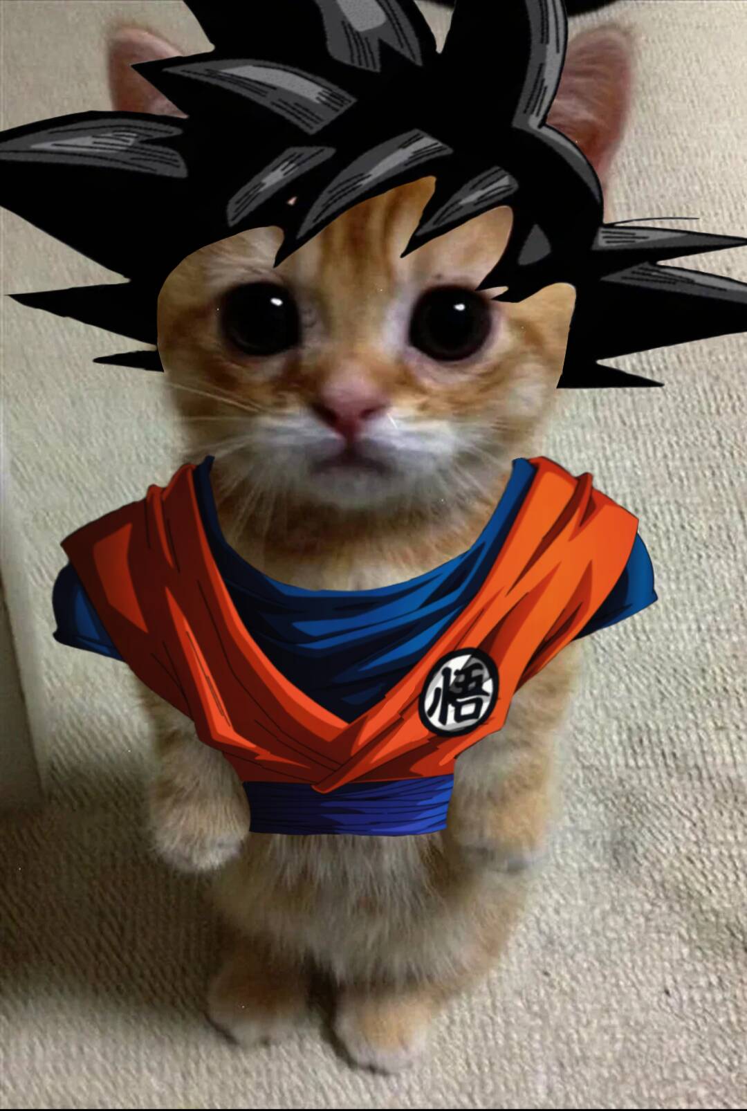 Cute Goku Cat pfp Profile Picture