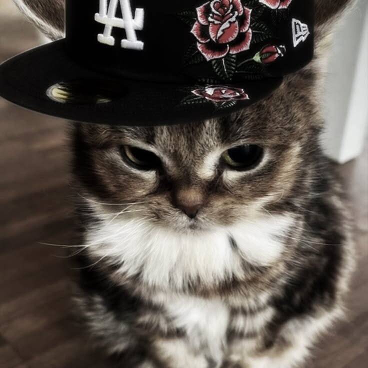 Cool pfp Profile Picture Cat with Floral Cap