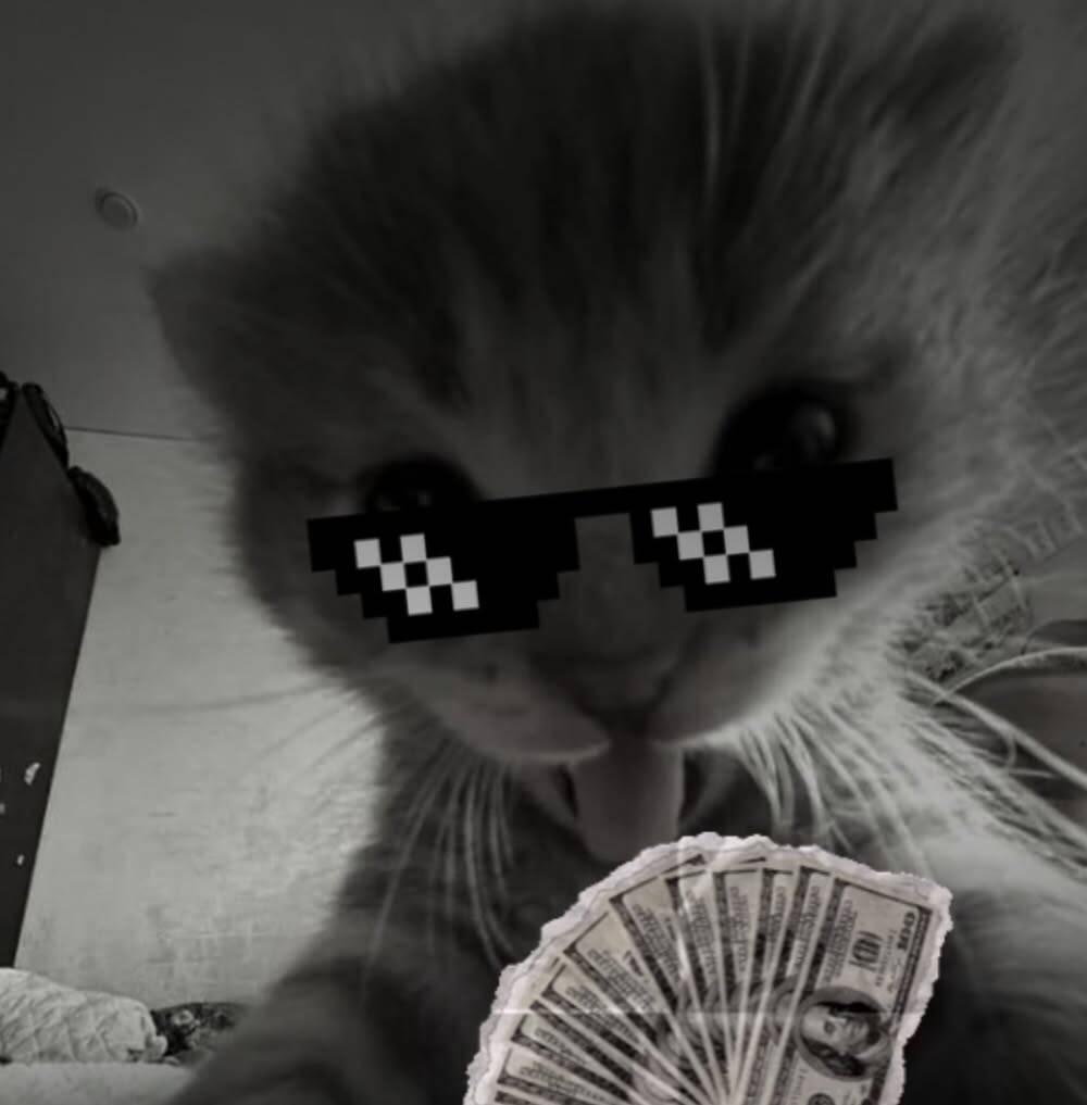 Cool pfp Profile Picture of a Cat with Sunglasses and Money