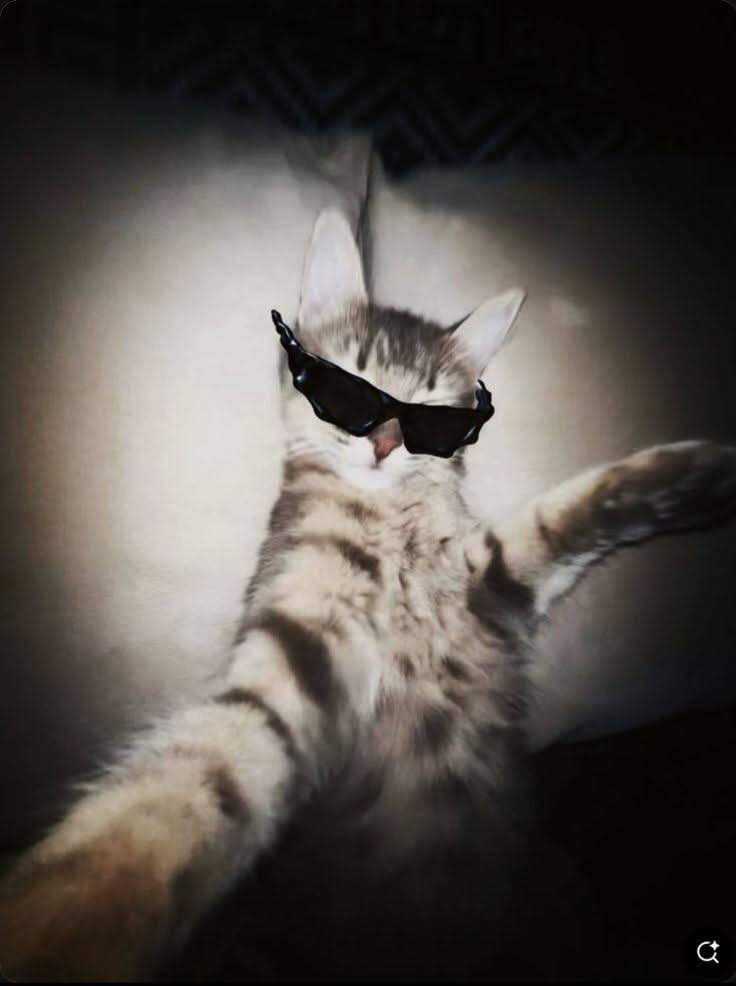Cool pfp Profile Picture of Cat Wearing Sunglasses
