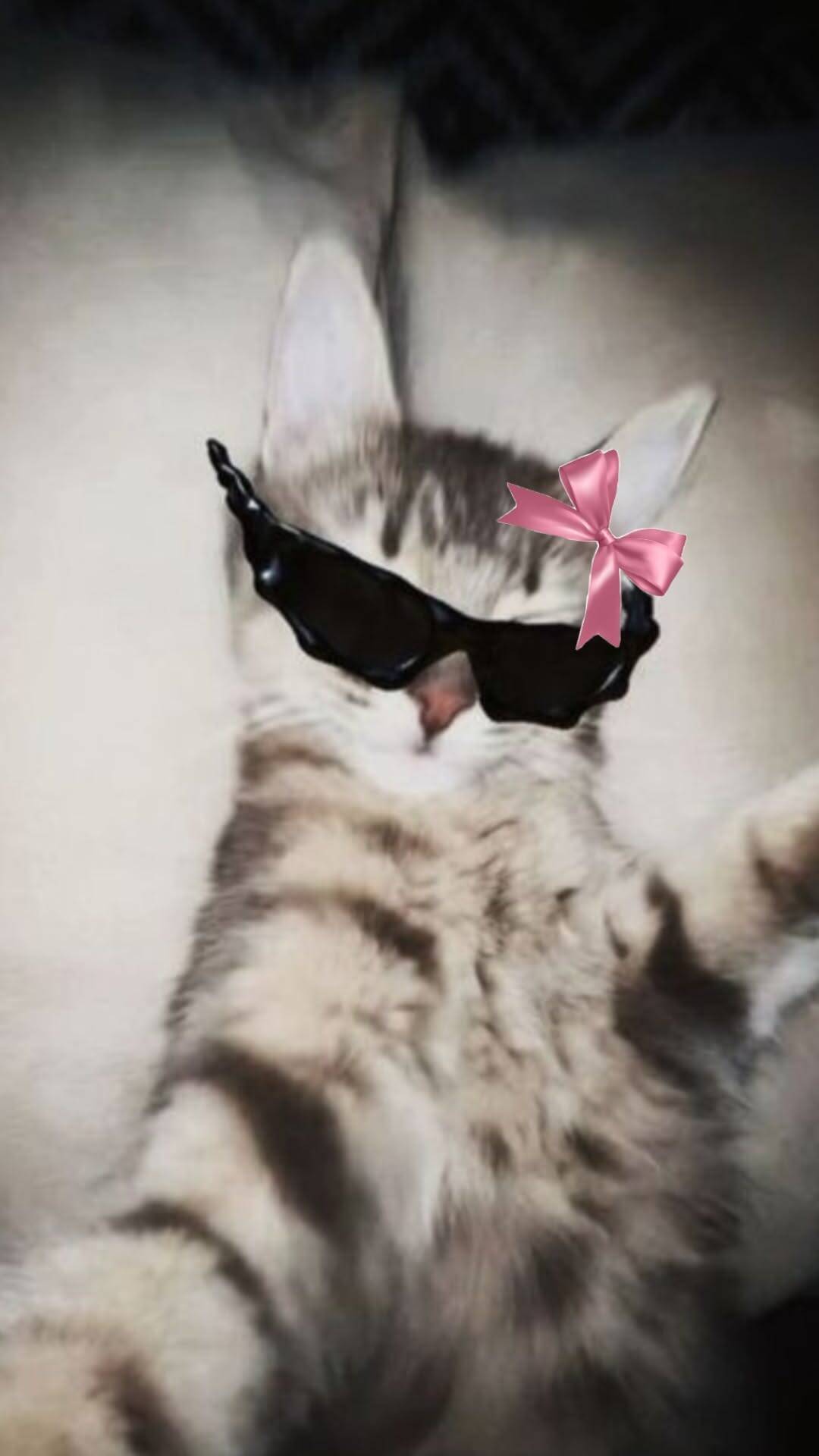 Cool pfp Profile Picture of Cat with Sunglasses and Bow