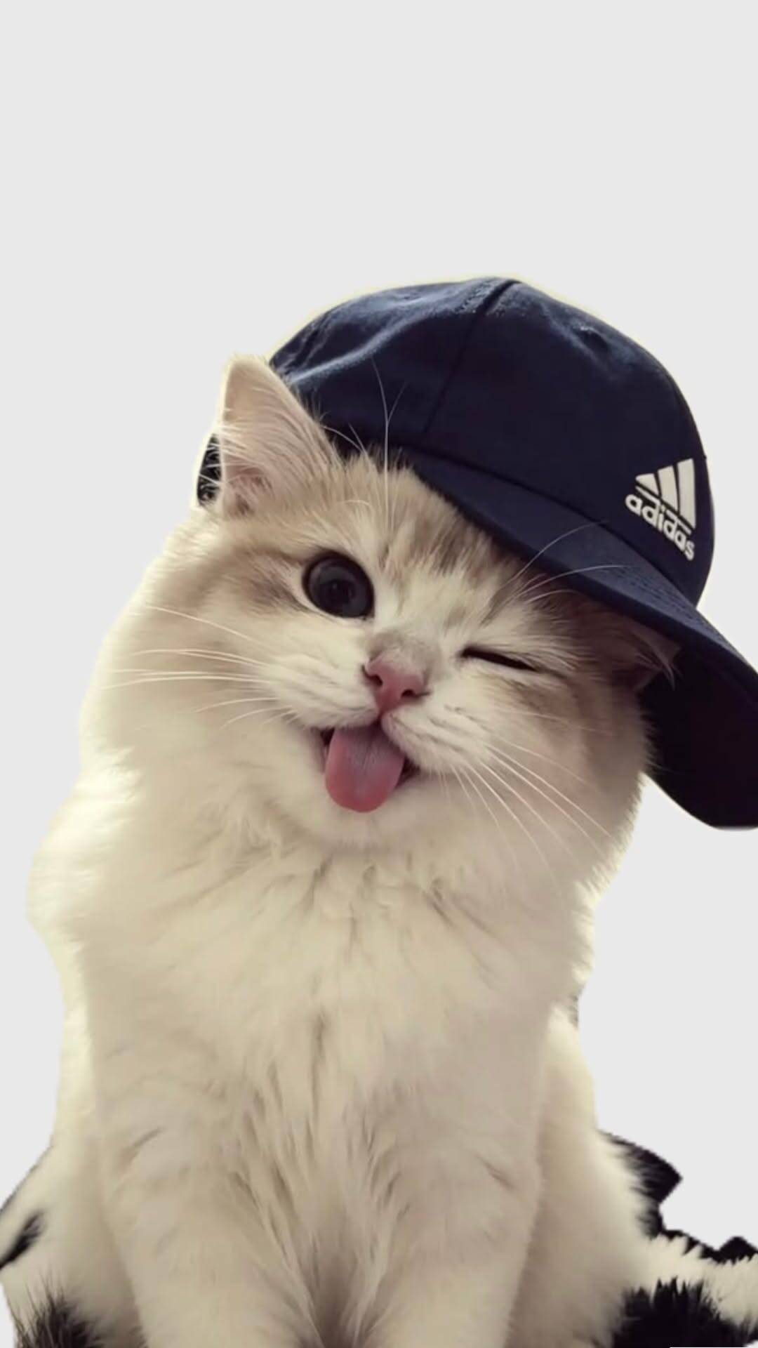 Cool pfp Profile Picture of a Cat in a Cap