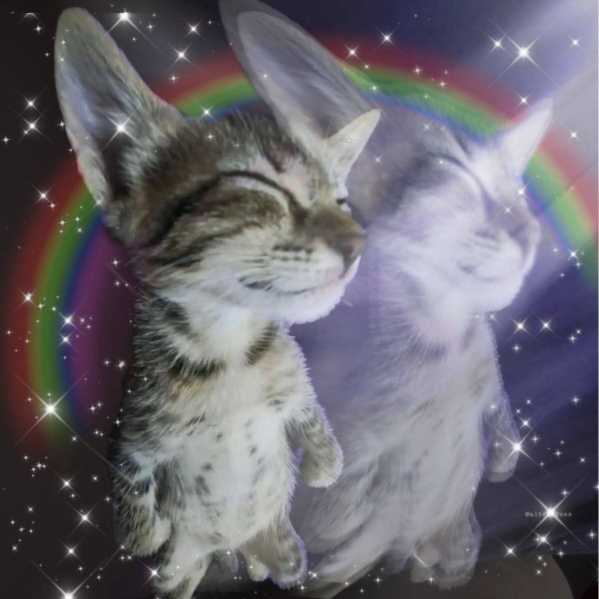 Cool pfp Profile Picture of a Happy Cat with Rainbow Background