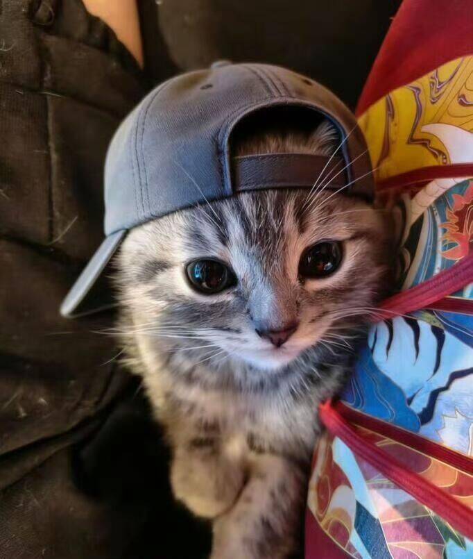 Cool pfp Profile Picture of Cat Wearing a Cap