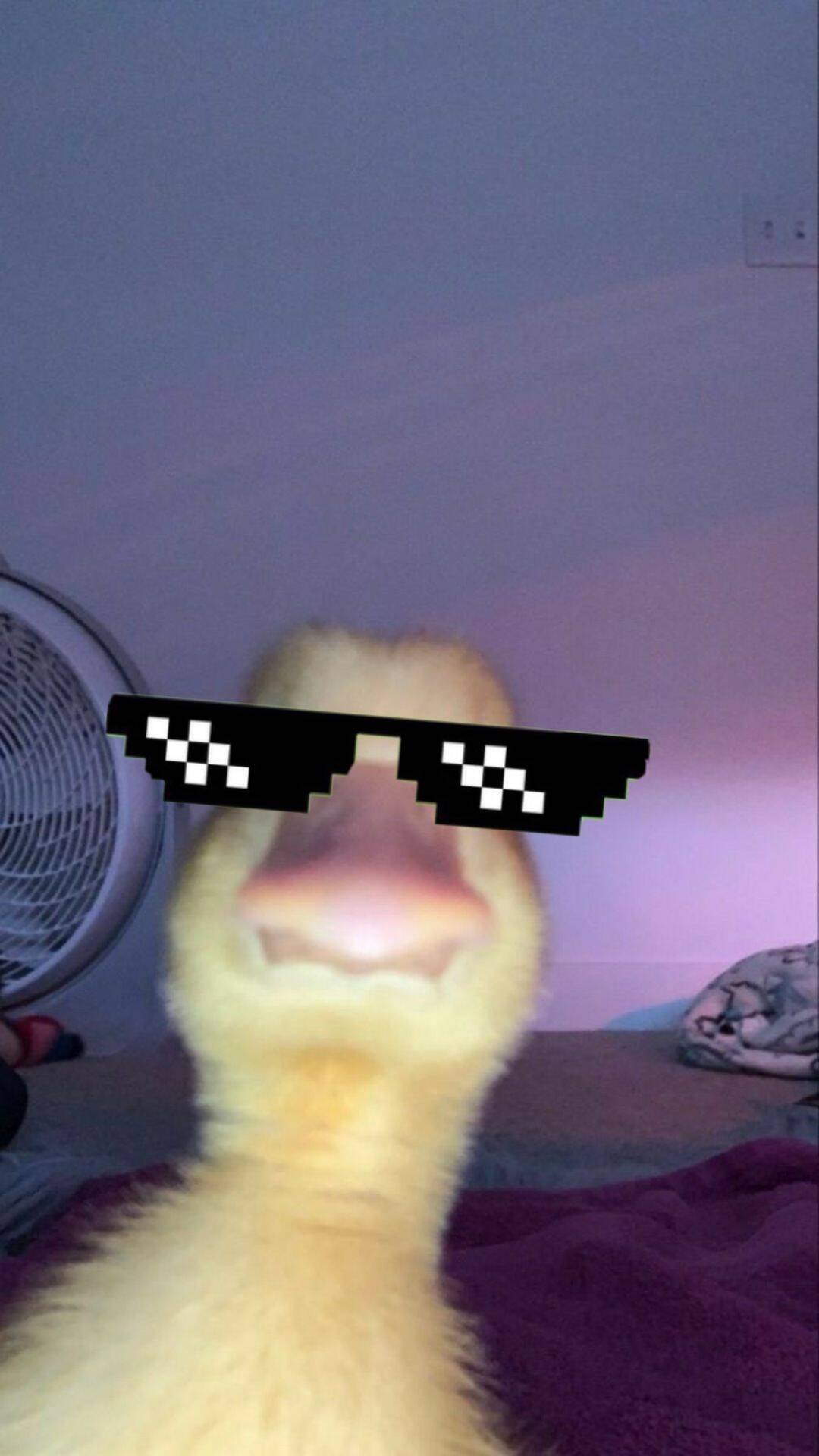 Cool Duck pfp Profile Picture with Sunglasses