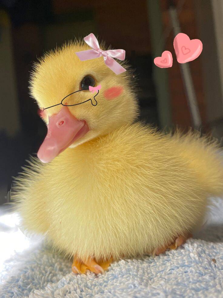Cute Yellow Duck pfp Profile Picture with Glasses and Bow