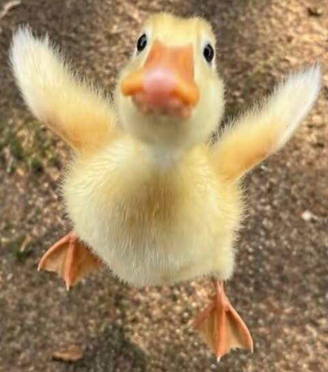 Cute Duck pfp Profile Picture Adorable Baby Duckling