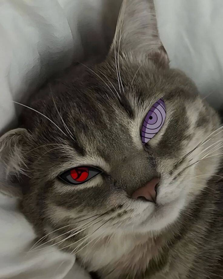 Cool pfp Profile Picture Cat with Unique Eyes