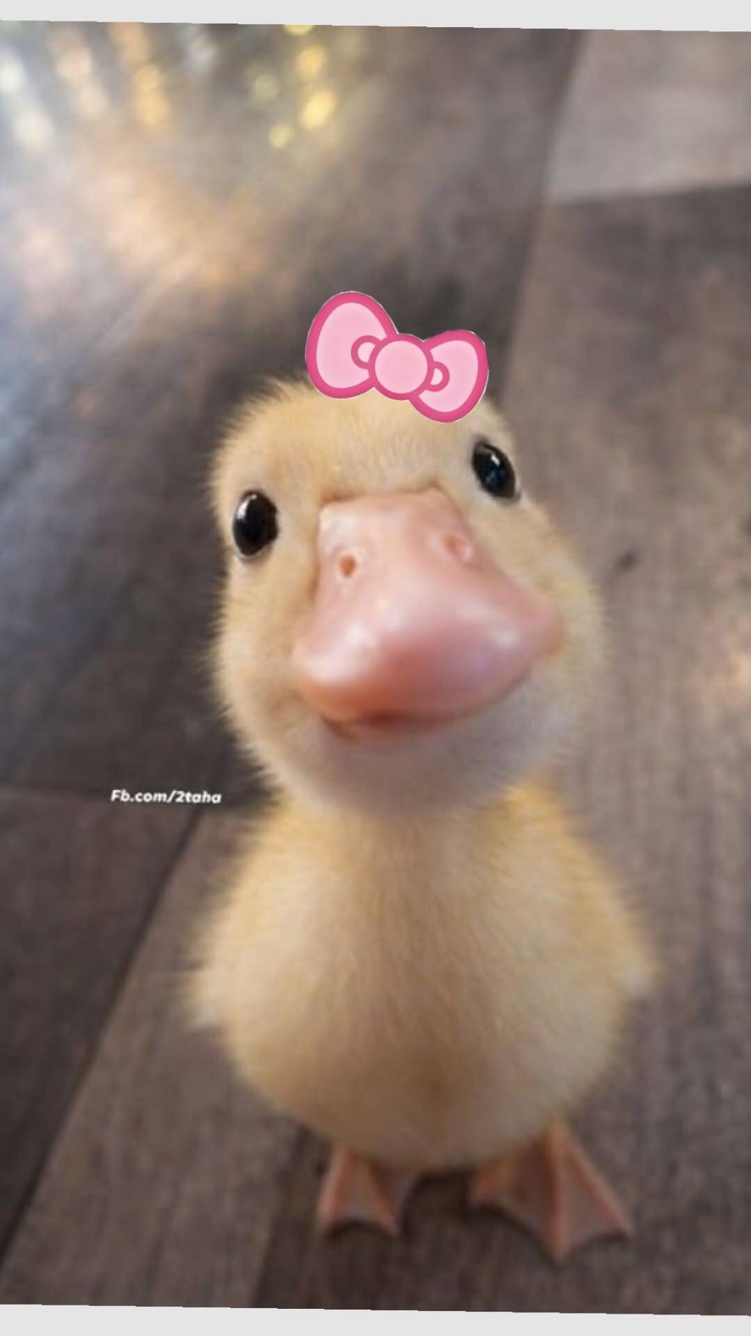Cute Yellow Duck pfp Profile Picture with Bow