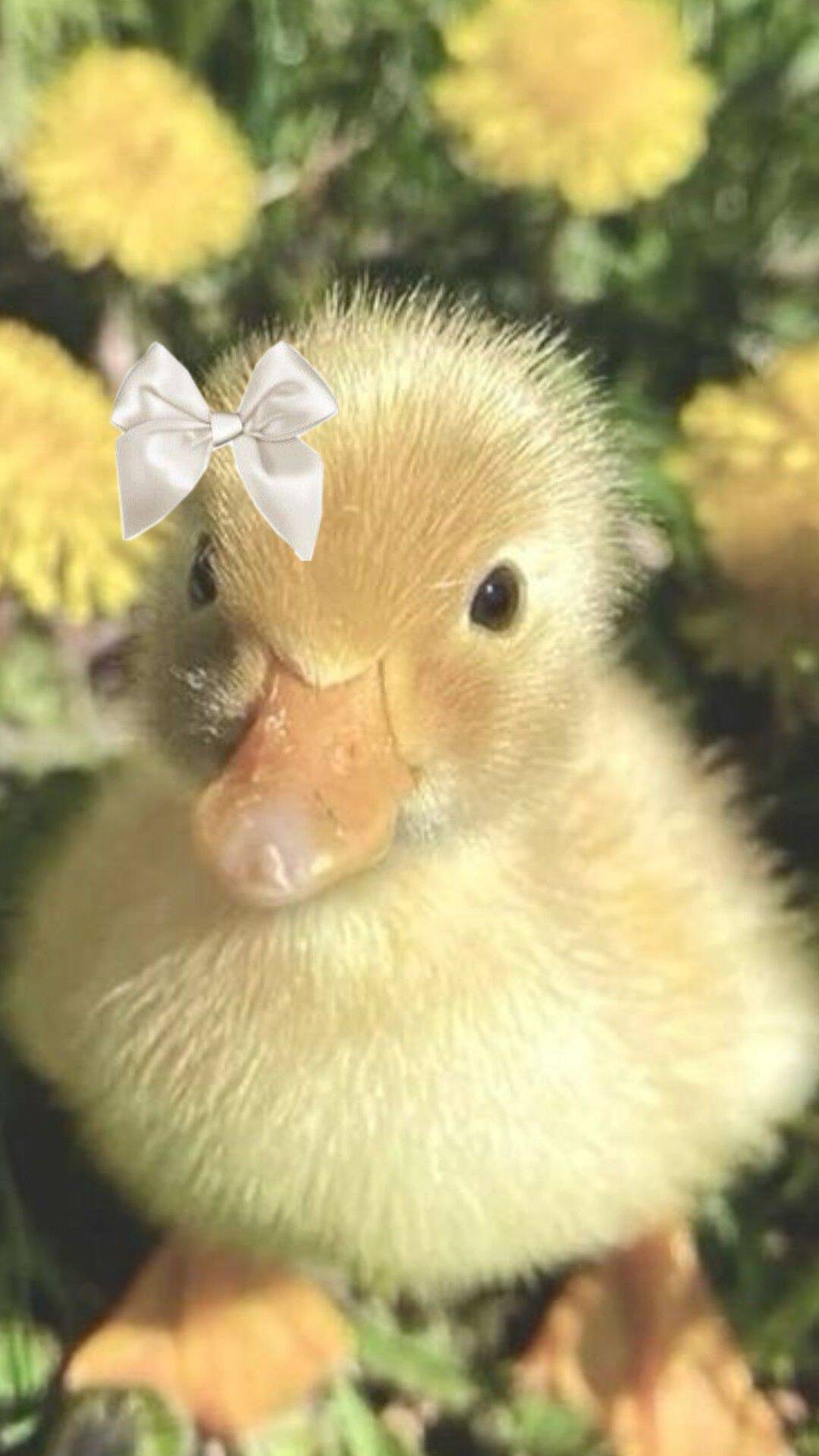 Cute Yellow Duck pfp Profile Picture with Bow