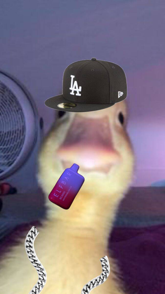 Funny Duck pfp Profile Picture with Hat and Drink