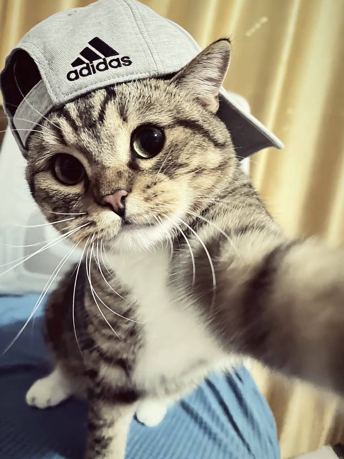 Cool pfp Profile Picture of Cat Wearing Adidas Hat