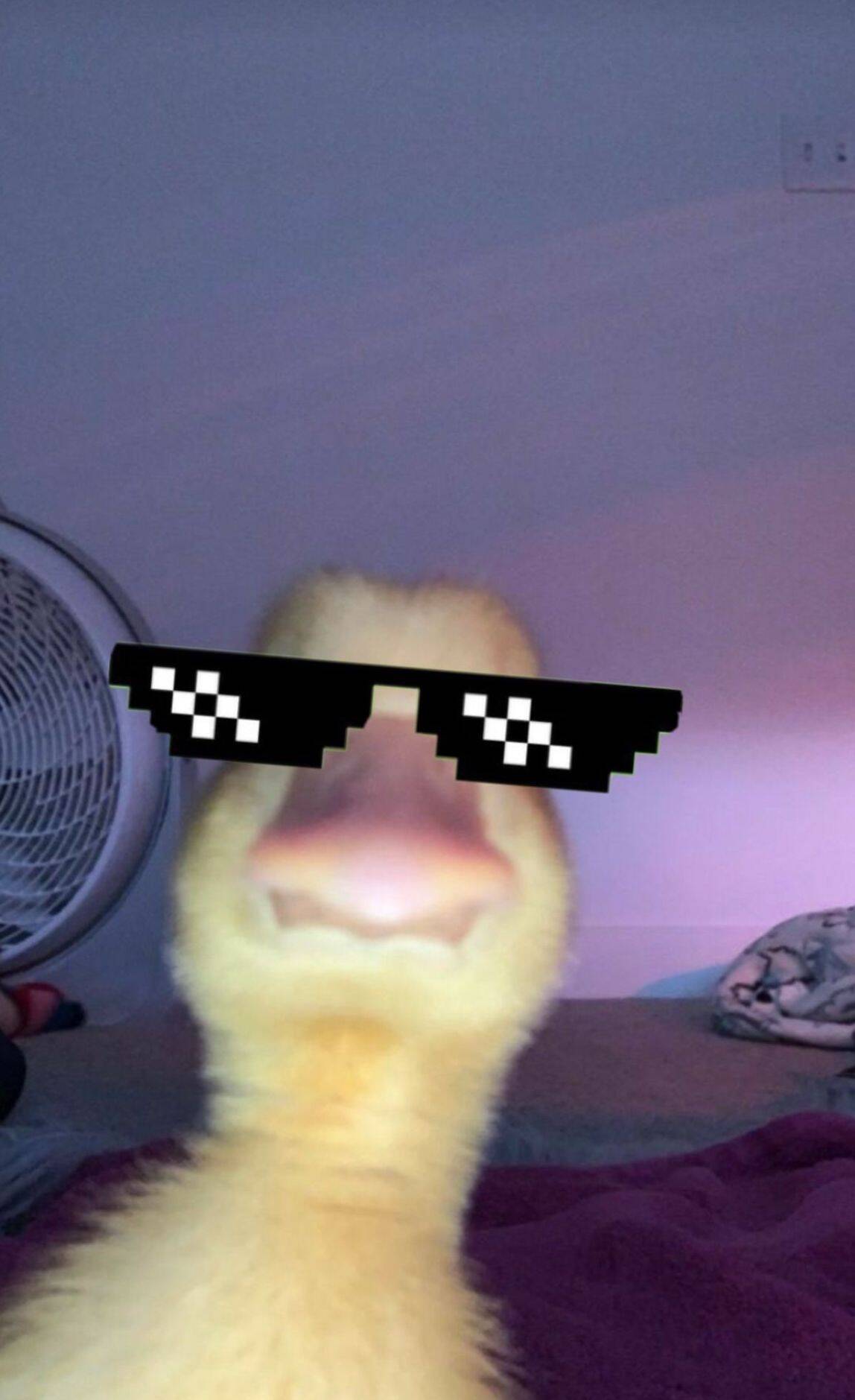 Cool pfp Profile Picture Duck with Sunglasses